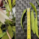 10 Epiphyllum Cuttings – Night-Blooming Orchid Cactus, Fresh Live Cactus Vine Starts 10 Epiphyllum Cuttings – Night-Blooming Orchid Cactus, Fresh Live Cactus Vine Starts