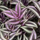 Wandering Jew Cuttings – 5 Purple Stripe Vines, 5in+ Unrooted Tradescantia Zebrina