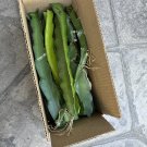 20 Dragon Fruit Cactus Cuttings – 8–12in Live Hylocereus Vines for Planting or Grafting 20 Dragon Fruit Cactus Cuttings – 8–12in Live Hylocereus Vines for Planting or Grafting