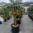 10 Dragon Fruit Cactus Cuttings – 8–12in Fresh Hylocereus Vines for Propagation or Grafting 10 Dragon Fruit Cactus Cuttings – 8–12in Fresh Hylocereus Vines for Propagation or Grafting