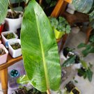 Philodendron Orange Marmalade – Unrooted Variegated Cutting, Rare Tropical Vine