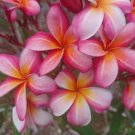 Plumeria Cuttings – Fresh Flowering Frangipani Branches, Color as Shown in Picture