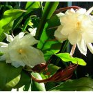 Epiphyllum Oxypetalum Queen of Night – Rooted Cutting in 4” Pot | White Blooming Cactus Epiphyllum Oxypetalum Queen of Night – Rooted Cutting in 4” Pot | White Blooming Cactus