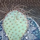 Opuntia Azurea Parva Cutting – Blue Prickly Pear Cactus for Succulent Garden or Collection Opuntia Azurea Parva Cutting – Blue Prickly Pear Cactus for Succulent Garden or Collection