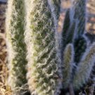 Opuntia ‘Snow’ Cactus – 2 Cuttings (4–9”) | White-Spined Prickly Pear for Succulent Garden Opuntia ‘Snow’ Cactus – 2 Cuttings (4–9”) | White-Spined Prickly Pear for Succulent Garden