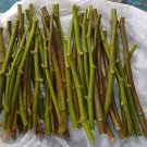 Hardy Chicago Fig Tree – 12 Live Cuttings | Ficus carica Branches Hardy Chicago Fig Tree – 12 Live Cuttings | Ficus carica Branches