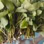 Hardy Chicago Fig Tree â 12 Live Cuttings | Ficus carica Branches