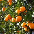 5 Orange Tree Scion Cuttings – 6–8” Citrus sinensis Branches for Rooting or Grafting 5 Orange Tree Scion Cuttings – 6–8” Citrus sinensis Branches for Rooting or Grafting