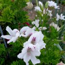 White & Purple Regal Geranium Cuttings – 3 Pelargonium Stems 6” Each | Fancy Flowering Plant White & Purple Regal Geranium Cuttings – 3 Pelargonium Stems 6” Each | Fancy Flowering Plant