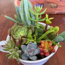 12 Assorted Succulent Cuttings – Mixed Varieties for Garden Starter or Indoor Cactus Decor 12 Assorted Succulent Cuttings – Mixed Varieties for Garden Starter or Indoor Cactus Decor