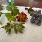 12 Assorted Succulent Cuttings â Mixed Varieties for Garden Starter or Indoor Cactus Decor