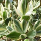 Variegated Jade Plant – 3 Crassula ovata Variegata Cuttings (4”) | Succulent for Rooting