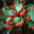 20 Goji Berry Cuttings – Lycium barbarum Starter Plants | Rooting Stems for Flower & Fruit 20 Goji Berry Cuttings – Lycium barbarum Starter Plants | Rooting Stems for Flower & Fruit