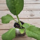 Comfrey Bocking 4 Root Cutting – 1 Live Root for Garden, Compost, or Soil Enrichment Comfrey Bocking 4 Root Cutting – 1 Live Root for Garden, Compost, or Soil Enrichment