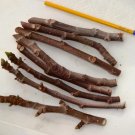 Magnolia Fig Tree – 3 Fresh Cuttings | Ficus carica Variety for Rooting & Home Orchard Magnolia Fig Tree – 3 Fresh Cuttings | Ficus carica Variety for Rooting & Home Orchard