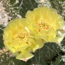 Opuntia polyacantha – Plains Prickly Pear Cactus Cutting | Cold Hardy Desert Plant Opuntia polyacantha – Plains Prickly Pear Cactus Cutting | Cold Hardy Desert Plant