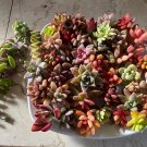 25 Colorful Succulent Cuttings – Mixed Varieties for Garden, Terrarium, or Indoor Decor 25 Colorful Succulent Cuttings – Mixed Varieties for Garden, Terrarium, or Indoor Decor