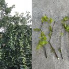 Lang Jujube Tree – 5 Fresh Cuttings | Chinese Red Date (Ziziphus jujuba) for Rooting Lang Jujube Tree – 5 Fresh Cuttings | Chinese Red Date (Ziziphus jujuba) for Rooting