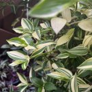 Tradescantia fluminensis ‘Variegata’ – 5 Live Cuttings | Variegated Wandering Plant Tradescantia fluminensis ‘Variegata’ – 5 Live Cuttings | Variegated Wandering Plant