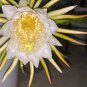 Vietnamese Red Dragon Fruit â 1 Live Cutting (8â12â) | Hylocereus costaricensis Cactus