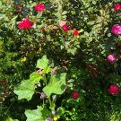 Rosa rugosa ‘Robusta’ – 10 Red Rose Cuttings (5–8”) | Hardy Unrooted Rugosa Variety