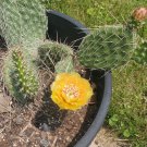 Cold Hardy Opuntia Cactus – Live Cuttings | Prickly Pear Pads for Garden or Collection Cold Hardy Opuntia Cactus – Live Cuttings | Prickly Pear Pads for Garden or Collection