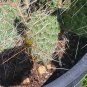 Cold Hardy Opuntia Cactus – Live Cuttings | Prickly Pear Pads for Garden or Collection