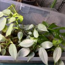 Philodendron Silver Sword – Rooted Cuttings | Philodendron hastatum Tropical Plant Philodendron Silver Sword – Rooted Cuttings | Philodendron hastatum Tropical Plant