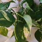 Golden Pothos Starter Plants – 3 Pack Rooted Cuttings | Epipremnum aureum Houseplant