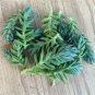 Sedum reflexum ‘Blue Spruce’ – 10 Live Cuttings | Hardy Succulent for Garden or Arrangement