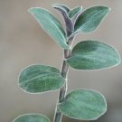 Rare Tradescantia ‘Baby Bunny Bellies’ Starter Plant – Soft Fuzzy Green Purple 3 Cuttings Rare Tradescantia ‘Baby Bunny Bellies’ Starter Plant – Soft Fuzzy Green Purple 3 Cuttings