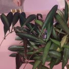 Hoya Plant Cuttings Set – 2 Unrooted Varieties Wayetii, Krimson Queen, Australis, Macrophylla Hoya Plant Cuttings Set – 2 Unrooted Varieties Wayetii, Krimson Queen, Australis, Macrophylla
