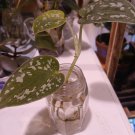 Scindapsus Pictus Exotica – Silver Satin Pothos Rooted Cutting with Shimmering Heart Leaves