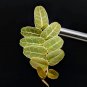 Marcgravia sp. Brown Ecuador – 10-Leaf Cutting Tropical Terrarium Climber for Vivariums