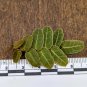 Marcgravia sp. Brown Ecuador – 10-Leaf Cutting Tropical Terrarium Climber for Vivariums