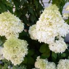 Limelight Hydrangea Paniculata Cuttings – 10 Unrooted Hardy Green-White Flowering Stems Limelight Hydrangea Paniculata Cuttings – 10 Unrooted Hardy Green-White Flowering Stems