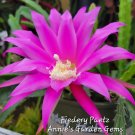 Epiphyllum ‘Fiedery Paetz’ Cuttings – 8–10 Inch Unrooted Orchid Cactus for Propagation Epiphyllum ‘Fiedery Paetz’ Cuttings – 8–10 Inch Unrooted Orchid Cactus for Propagation