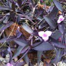 Purple Heart Wandering Jew – 10 Organic Tradescantia Cuttings for Rooting & Growing Purple Heart Wandering Jew – 10 Organic Tradescantia Cuttings for Rooting & Growing