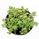 Sedum versadense Succulent – 2 Inch Korean Plant for Home Office Garden Decor