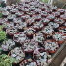 Variegated String of Hearts – 2” Bare Root Live Plant with Pink and Cream Trailing Vines Variegated String of Hearts – 2” Bare Root Live Plant with Pink and Cream Trailing Vines