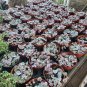 Variegated String of Hearts – 2†Bare Root Live Plant with Pink and Cream Trailing Vines