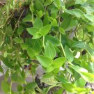 Green Wandering Jew Cuttings – 12 Tradescantia Aurea Inch Plant Indoor Vine Unrooted