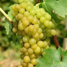 Elvira Grape Live Plant β 6β10β Well-Rooted Hardy Vine Cutting Ready to Grow Elvira Grape Live Plant β 6β10β Well-Rooted Hardy Vine Cutting Ready to Grow