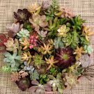 40 Mixed Succulent Cuttings – 25 Varieties for DIY Arrangements, Crafts & Garden Design 40 Mixed Succulent Cuttings – 25 Varieties for DIY Arrangements, Crafts & Garden Design