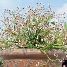 Euphorbia guiengola – Rooted 2” Succulent Cutting, Rare Bonsai Variety for Collection