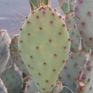 Opuntia macrocentra – 1 Live Prickly Pear Cactus Pad Cutting, Purple Hardy Variety
