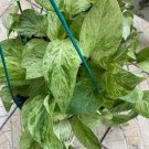 Snow Queen Pothos – 5 Fresh Cuttings of Epipremnum aureum Devil’s Ivy, Variegated Vine
