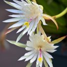 Epiphyllum hookeri – 2 Orchid Cactus Cuttings 8–10” Long, Fragrant Blooming Variety Epiphyllum hookeri – 2 Orchid Cactus Cuttings 8–10” Long, Fragrant Blooming Variety
