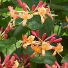 Coral Star Honeysuckle Vine – Rooted Starter Plant, Lonicera Hybrid Celestial Variety Coral Star Honeysuckle Vine – Rooted Starter Plant, Lonicera Hybrid Celestial Variety