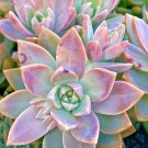 Graptosedum ‘California Sunset’ – 2–3” Rare Succulent Cutting, Healthy Live Plant Graptosedum ‘California Sunset’ – 2–3” Rare Succulent Cutting, Healthy Live Plant
